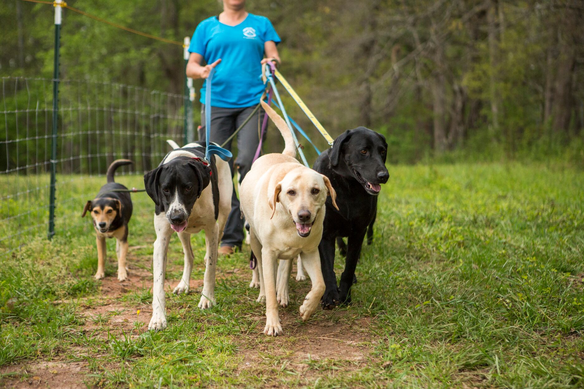 Dogs walking CLYDES CAMP